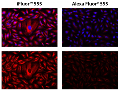 iFluor 555琥珀酰亞胺酯