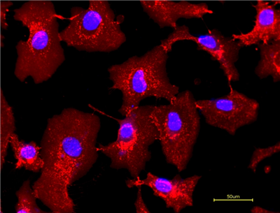 活HeLa細胞用5?g/mL的iFluor?555小麥胚凝集素（WGA）偶聯物染色30分鐘