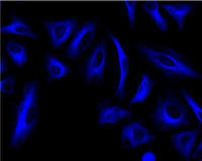 純化偶聯(lián)物