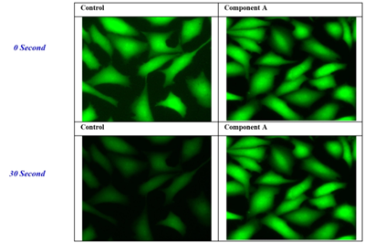 U2OS細(xì)胞裝載1?M鈣黃綠素AM 1小時(shí)