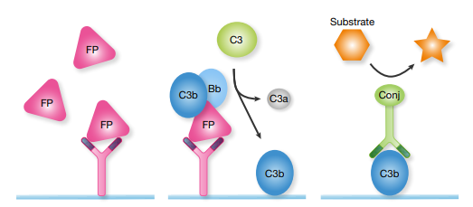 因子P(Properdin)功能與定量檢測試劑盒