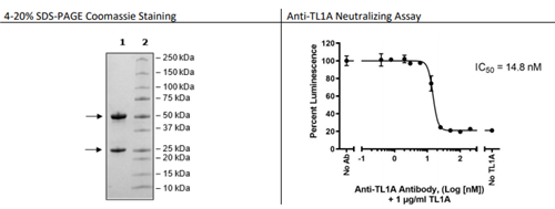 Anti-TL1A中和抗體