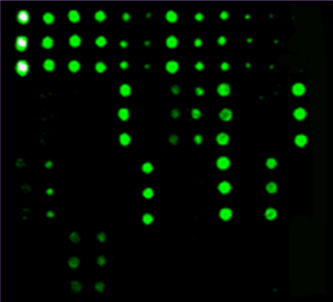 RayBiotech細胞毒性T淋巴細胞相關蛋白4（CTLA4）