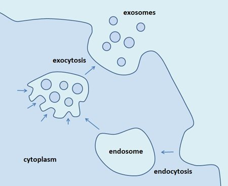 Exosome.png