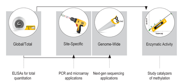 DNA methylation-1.png