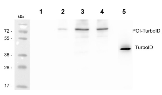 BirA(突變/TurboID)