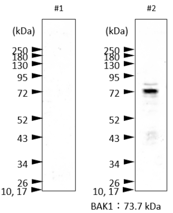 BAK1|β-膽固醇不敏感受體激酶1