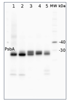 PSII的PsbA|D1蛋白,C端(兔抗體)(類囊體膜標記物)