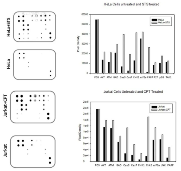 人凋亡信號(hào)陣列C1