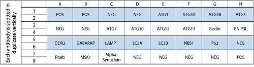 人體自噬陣列C1