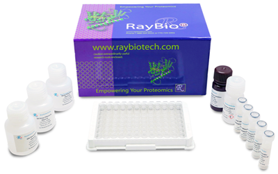 人細(xì)胞凋亡陣列G1