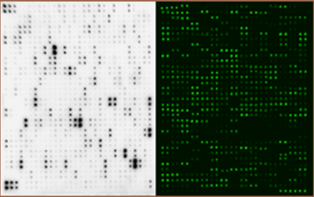 RayBio L系列人抗體陣列1000玻片試劑盒