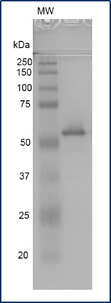 12% Native-PAGE gel.png