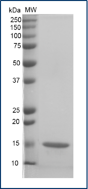 12% SDS-PAGE gel.png