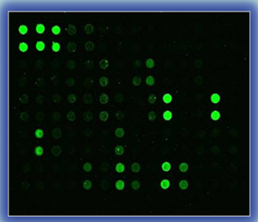 人細胞因子陣列G5