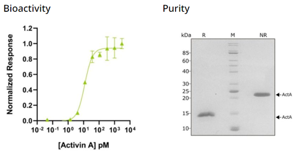 QKine重組人激活素A蛋白
