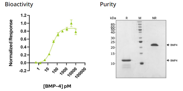 QKine重組人BMP-4蛋白