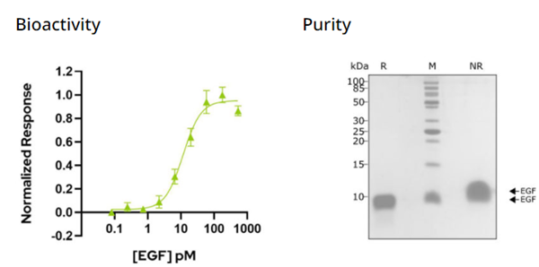 QKine重組人表皮生長因子蛋白(Qk011)