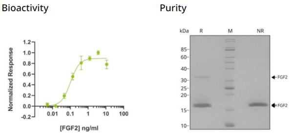 QKine重組人FGF-2(145aa)蛋白(Qk025)