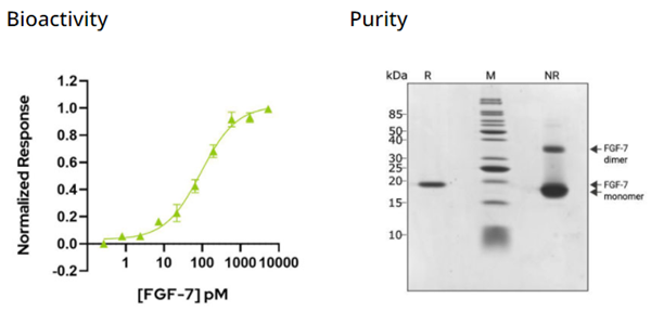 重組人角質(zhì)細胞生長因子(FGF-7)蛋白(Qk046)