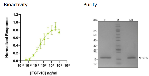 重組人FGF-10蛋白(Qk003)