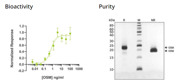 QKine重組人OSM蛋白(Qk049)