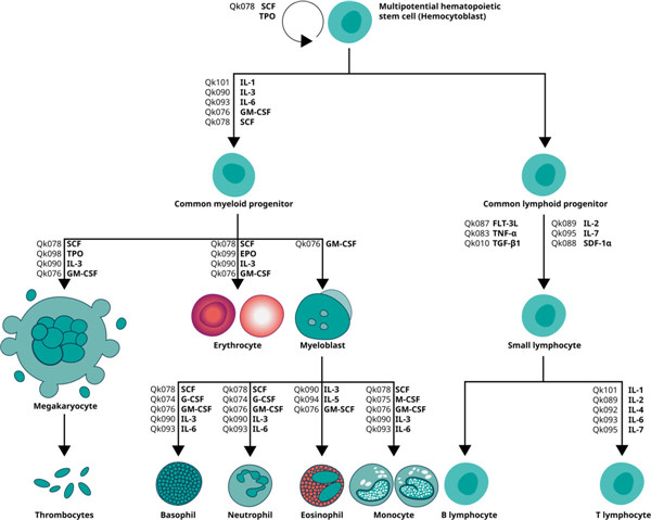 Qkine致力于生產(chǎn)高質(zhì)量的生物活性蛋白，以改善科學(xué)成果和可重復(fù)性。