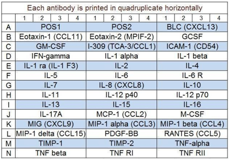 人體炎癥陣列Q3蛋白芯片--多重ELISA陣列檢測40種人類炎癥因子。適用于所有液體樣品類型。