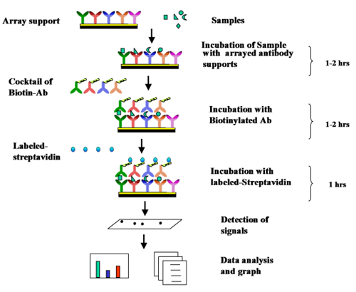 人細胞因子蛋白芯片G2000