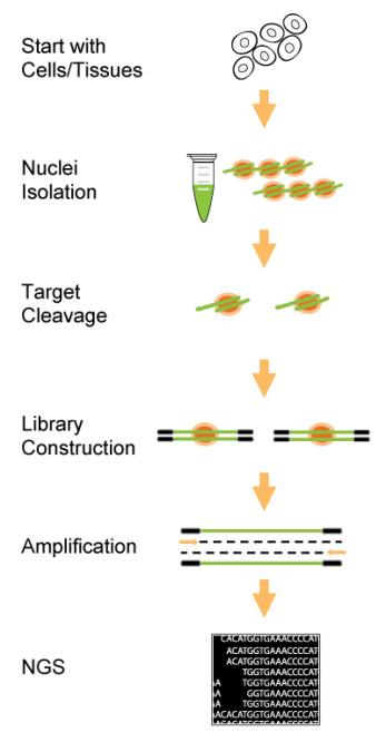 EpiNext Chromatin Accessibility Sequencing Fast Kit.png