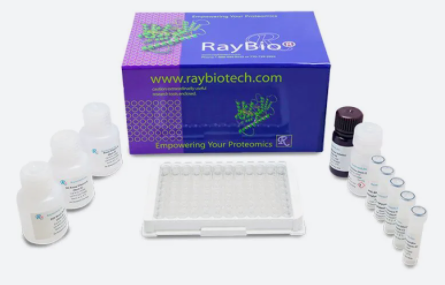 IL-2表位定位肽芯片