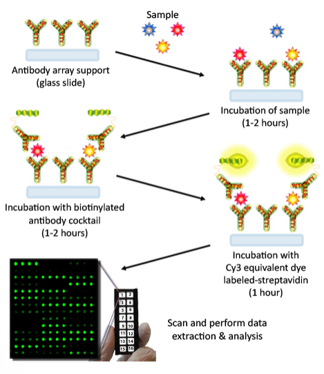 非人靈長(zhǎng)類細(xì)胞因子陣列GS1