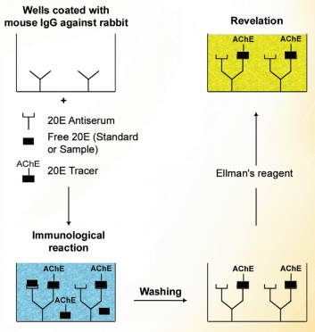 CGRP(大鼠)ELISA試劑盒