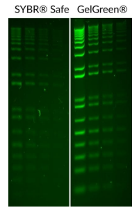 GelGreen核酸凝膠染色劑