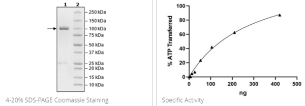 HER2,GST標(biāo)簽重組