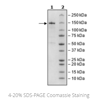 ADAR1,FLAG-Tag重組蛋白