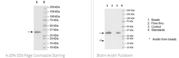 JAK2(V617F,W659A,W777A,F794H),His Avi標(biāo)簽,生物素標(biāo)記重組