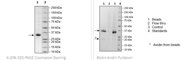 JAK2(W659A,W777A,F794H)(JH2結(jié)構(gòu)域),His Avi標(biāo)簽,生物素標(biāo)記重組