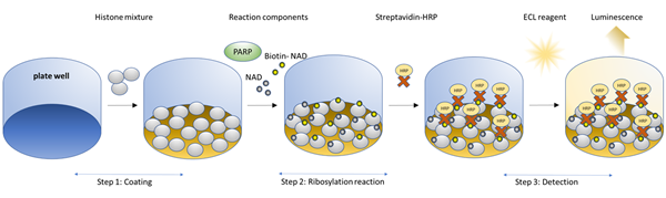 PARP7化學發(fā)光檢測試劑盒