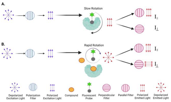 PDE5A1檢測試劑盒