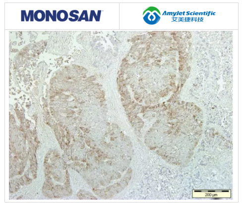小鼠抗CD57,克隆NK-1(單克隆)