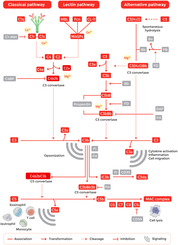 Complement System.png