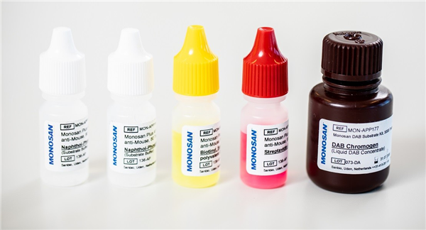 小鼠抗SMAD4(DPC4),克隆B-8 (單克隆)