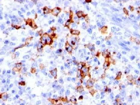 小鼠抗CD15,克隆BRA4F1(單克隆)