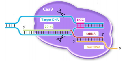 Cas9