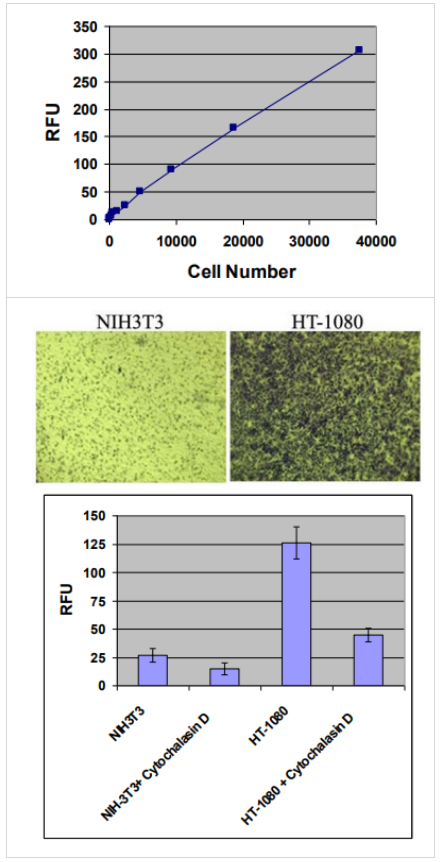CytoSelect 96孔細胞侵襲檢測試劑盒