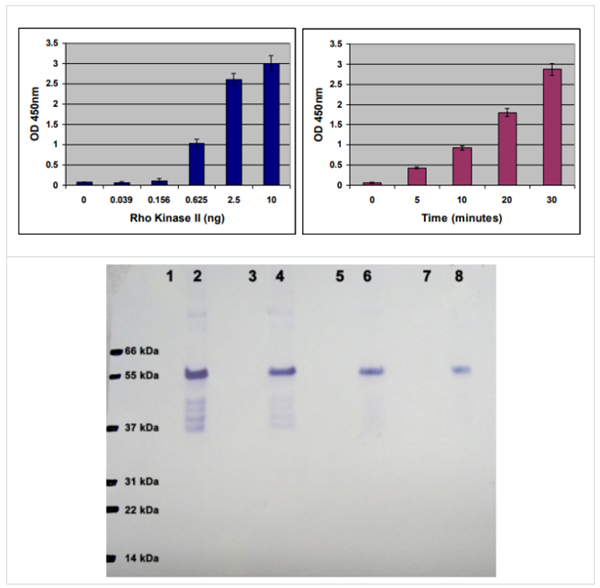 96孔R(shí)OCK活性檢測(cè)試劑盒