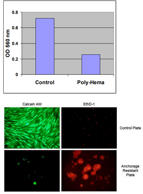 CytoSelect? 24孔失巢凋亡試劑盒的典型結(jié)果