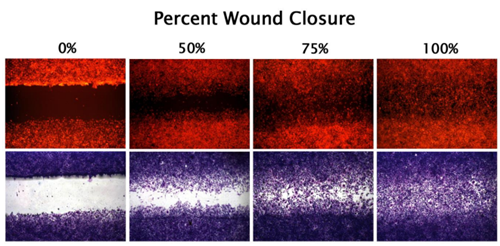CytoSelect? 24孔傷口愈合實(shí)驗(yàn)試劑盒
