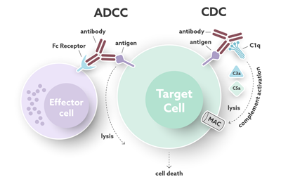 Antibody-mediated Cell Depletion.png